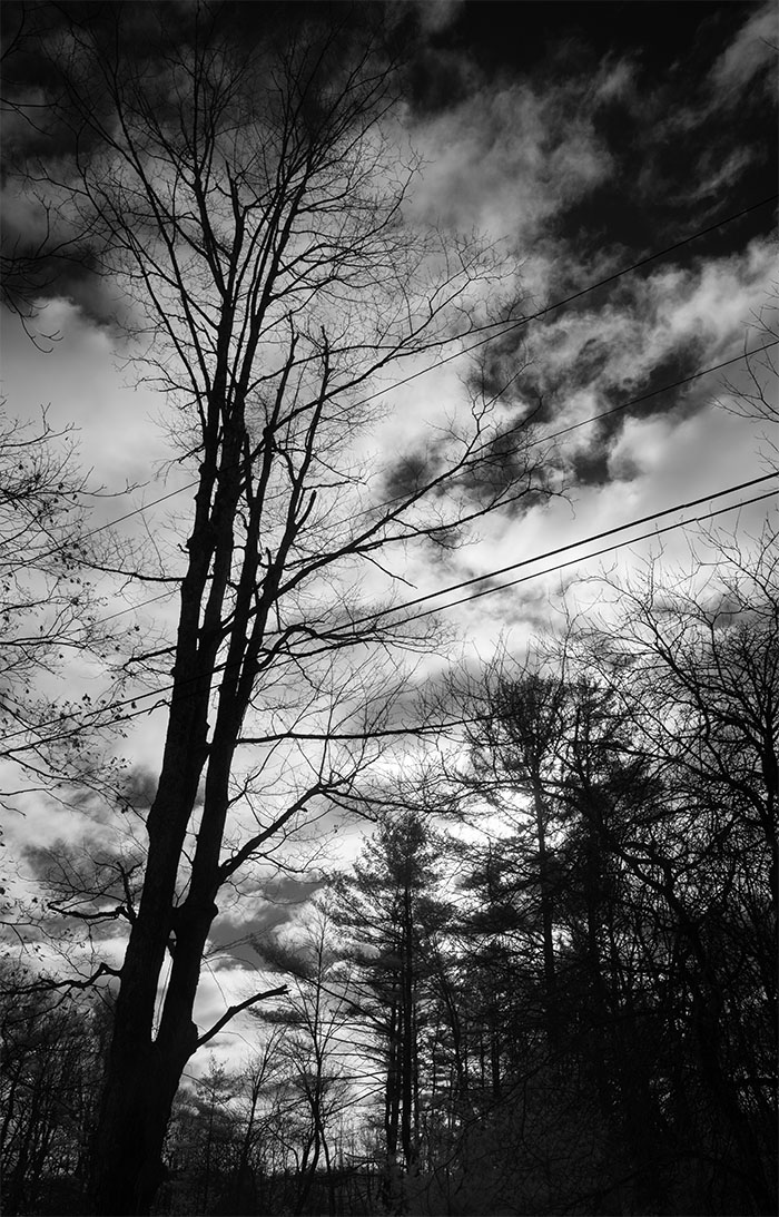 Bare  Infrared Winter Trees Against Dramatic Sky.